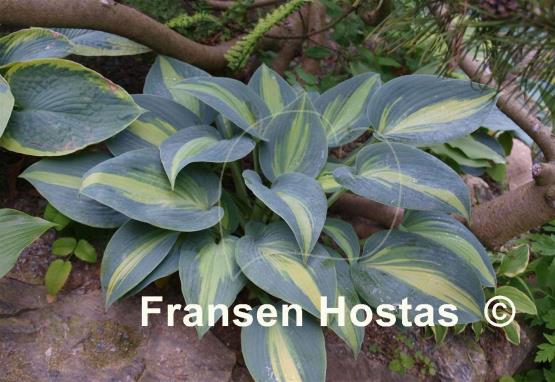 Hosta Catherine